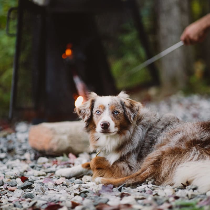 Chien en camping.