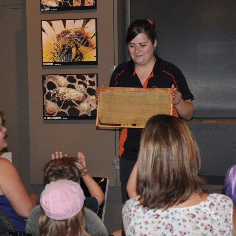 Bee presentation at Miellerie Lune de Miel.