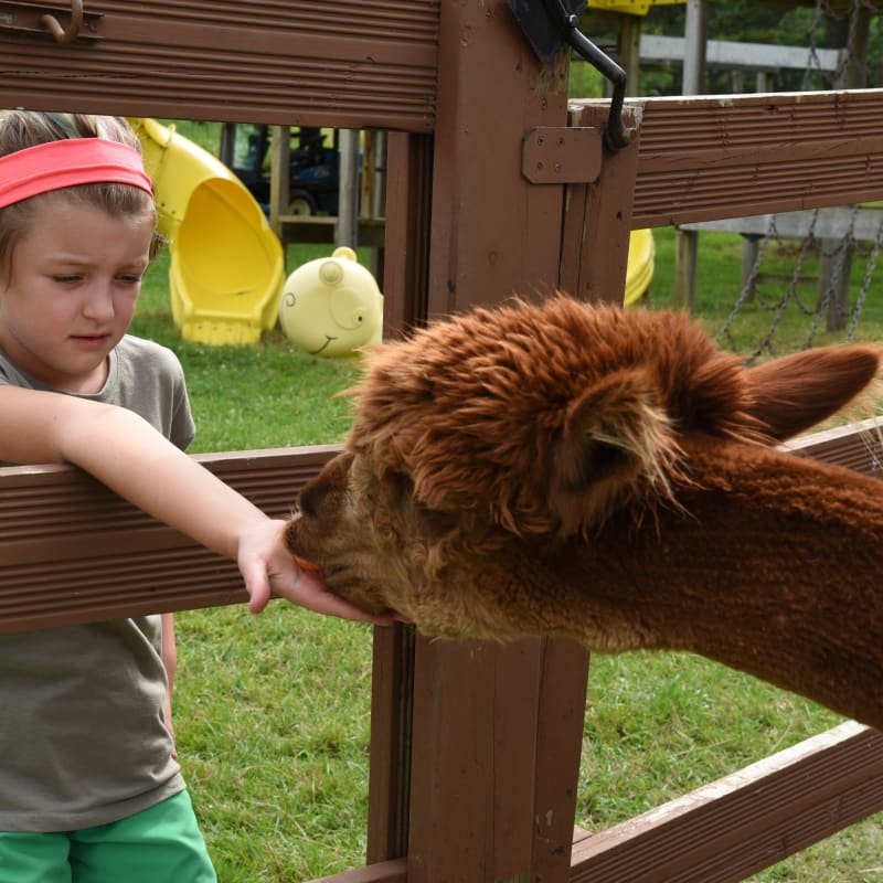 Girl and alpaca at Miellerie Lune de Miel.