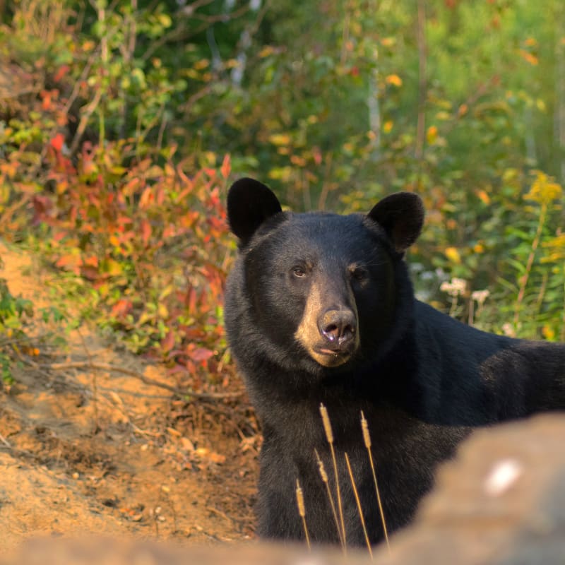 Black bear in the wild in autumn