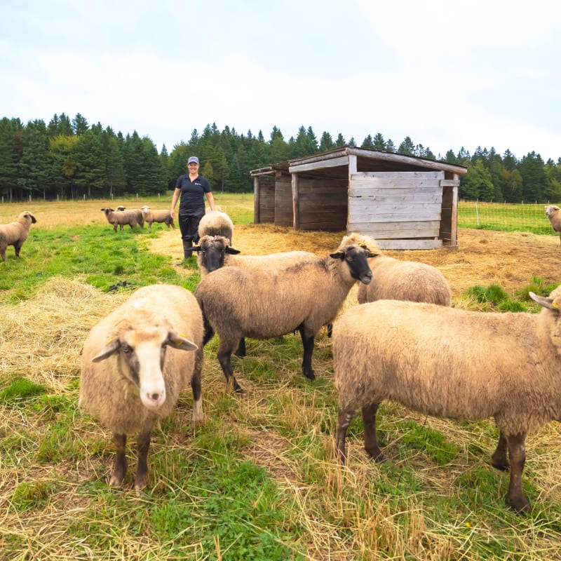 Fermier dans un champ avec des moutons.