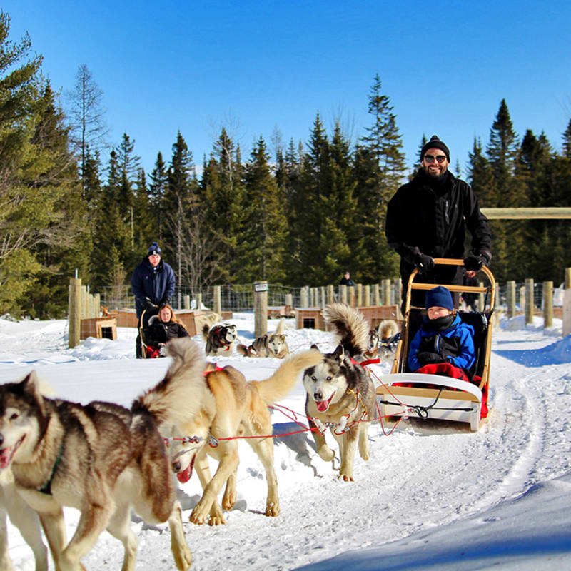Deux groupes de chiens de traîneau avec des conducteurs et des passagers.