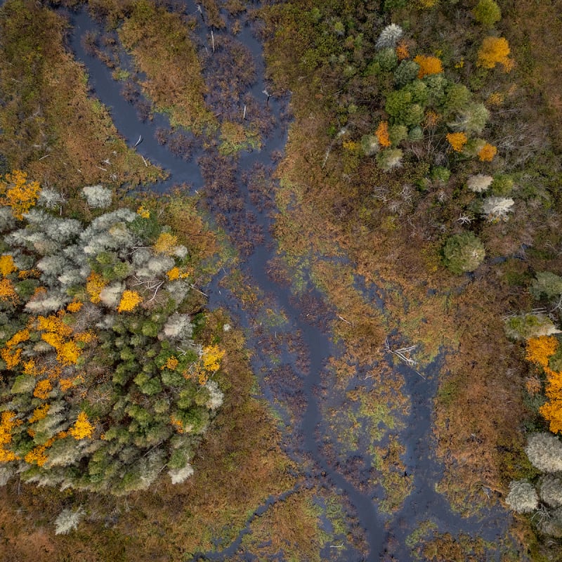 Fall forest seen from above in Côte-Nord.