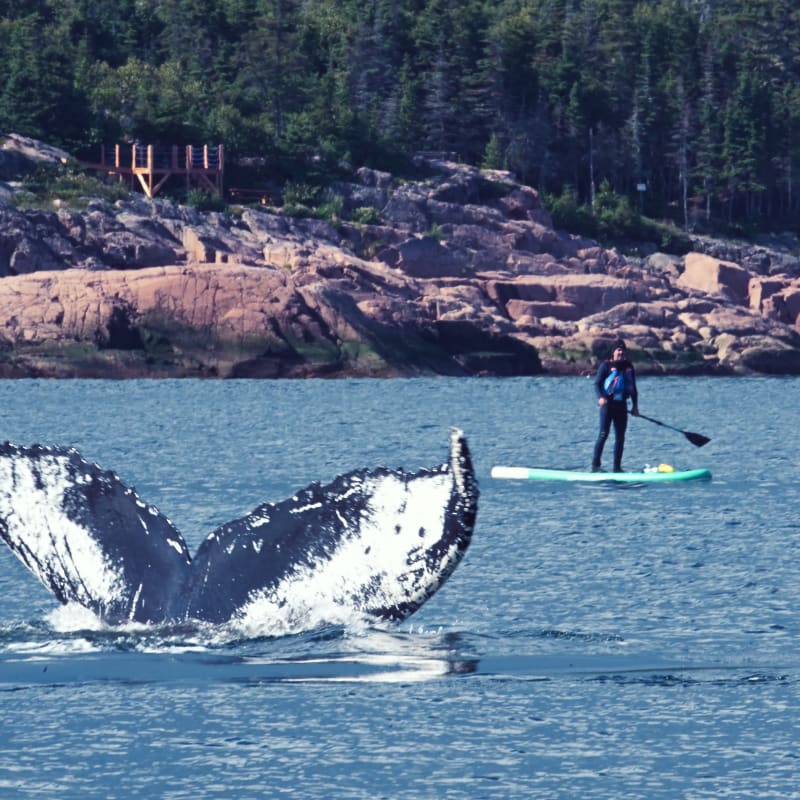 Whale tail out of the water and person on a paddleboard.