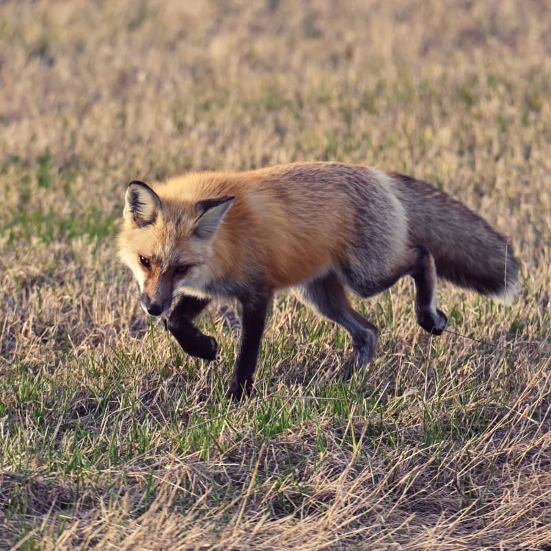 Fox running in Côte-Nord.