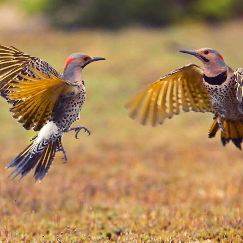 Two birds in mid-flight in Tadoussac.