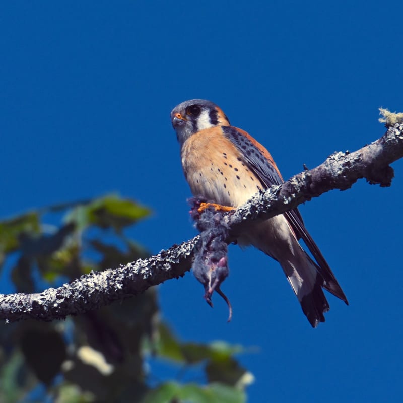 Bird on a branch in Côte-Nord.