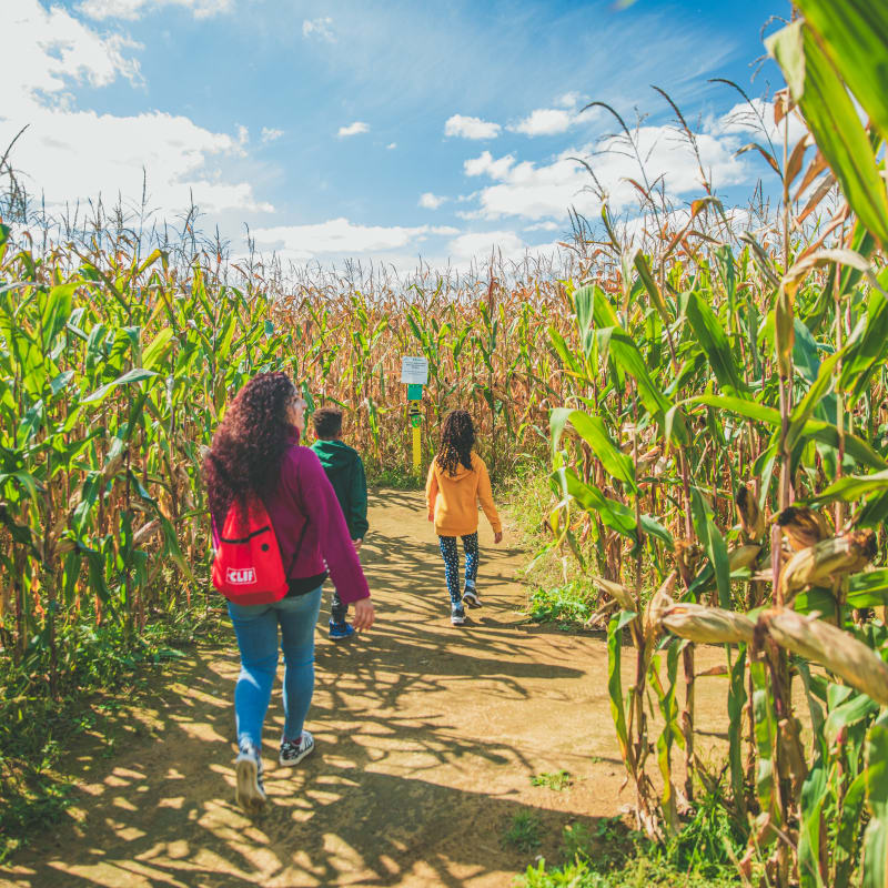 Famille dans le labyrinthe à la Ferme Guy Rivest
