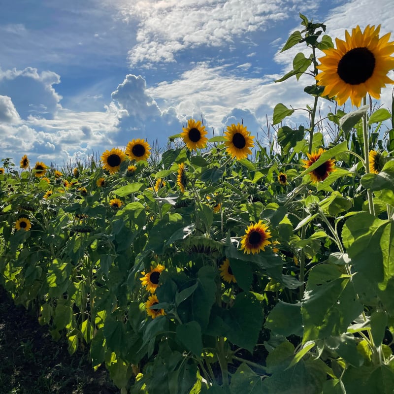 Champ de tournesols à la Ferme Guy Rivest