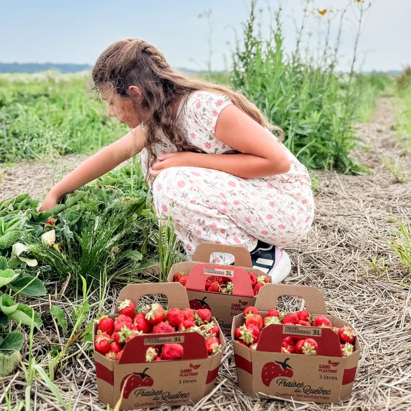 Fille qui cueille des fraises à la Ferme Guy Rivest