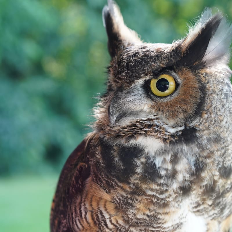 Owl at Chouette à voir!
