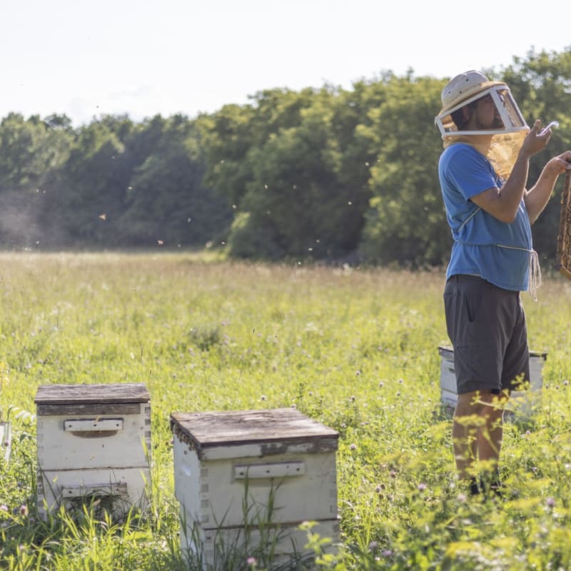 Beehives at la Ferme Les Petites Écores.