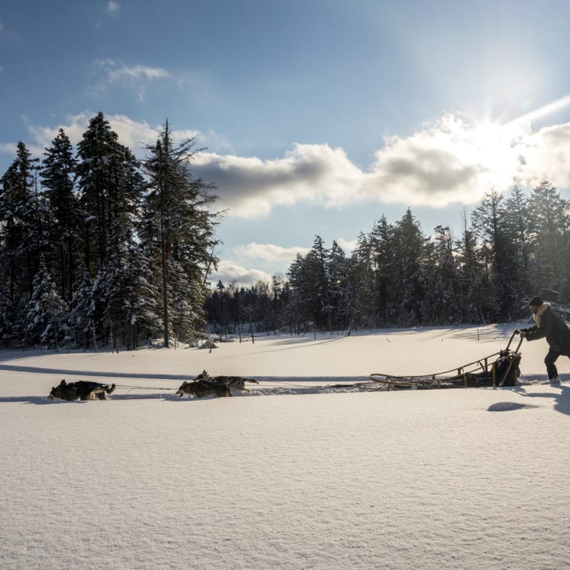 Traineau à chiens chez Kenauk Nature
