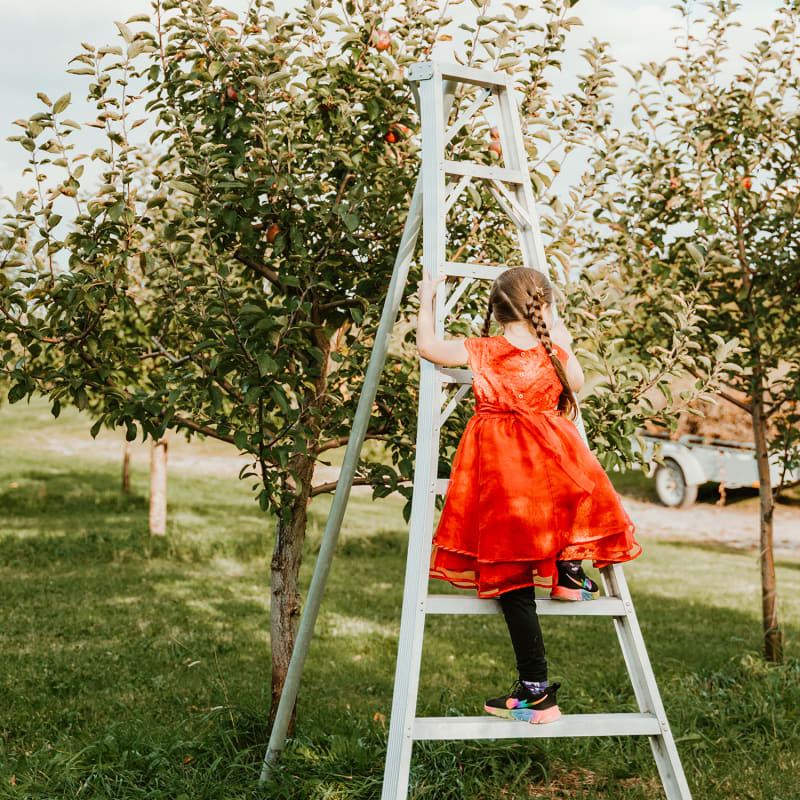 Little girl in a ladder in an apple orchard in Portneuf.