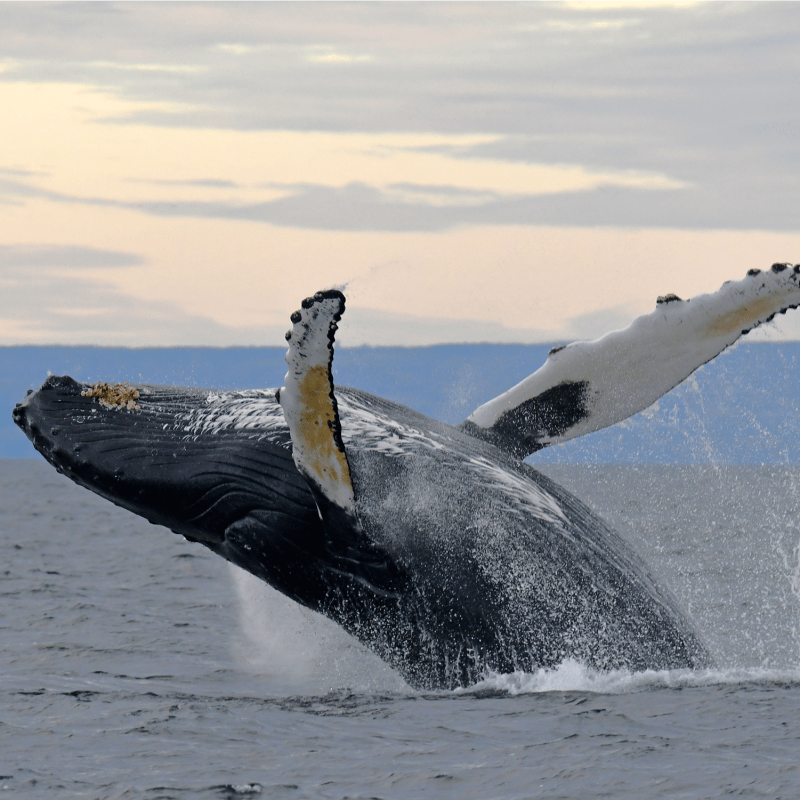 Whale leaping out of the water