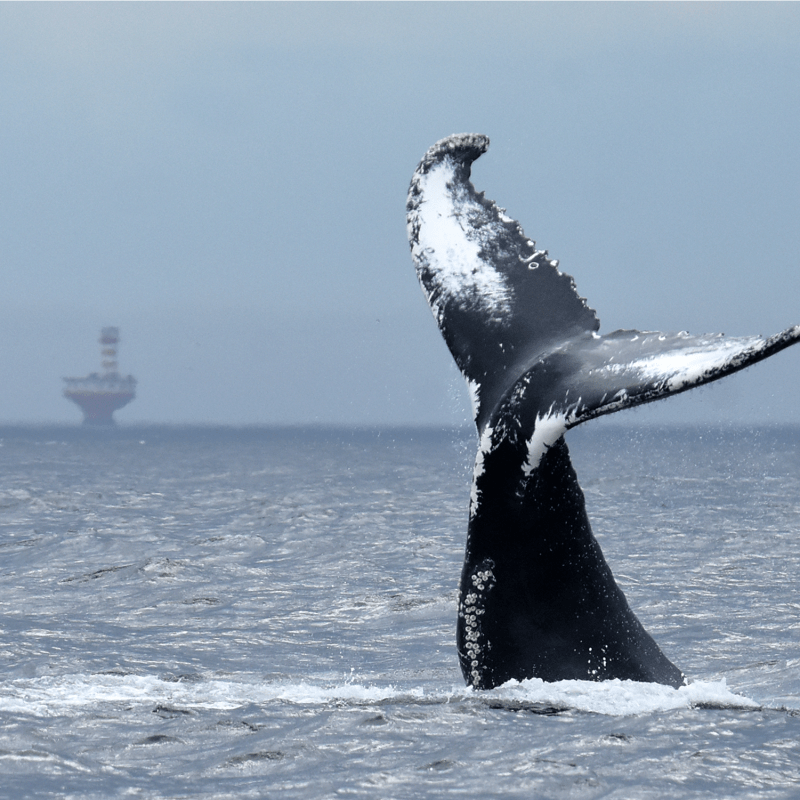 Whale tail