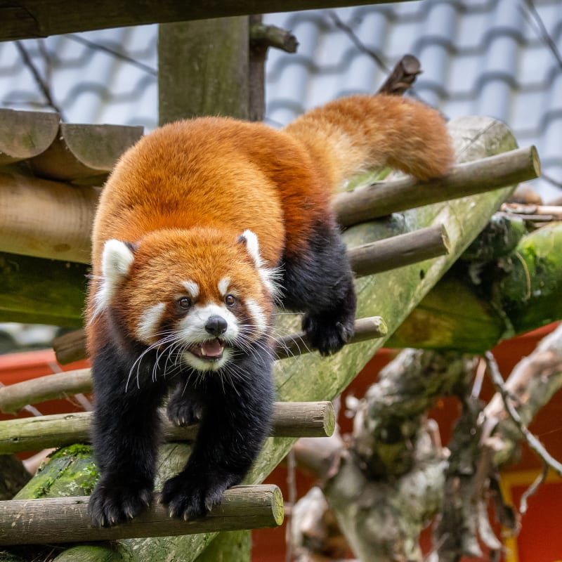 Parc animalier - Zoo de Granby