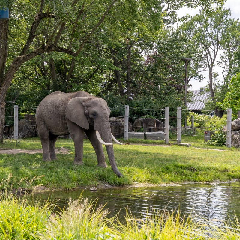 Éléphant - Zoo de Granby