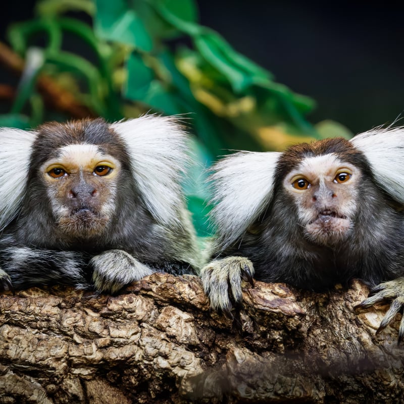 Parc animalier - Zoo de Granby