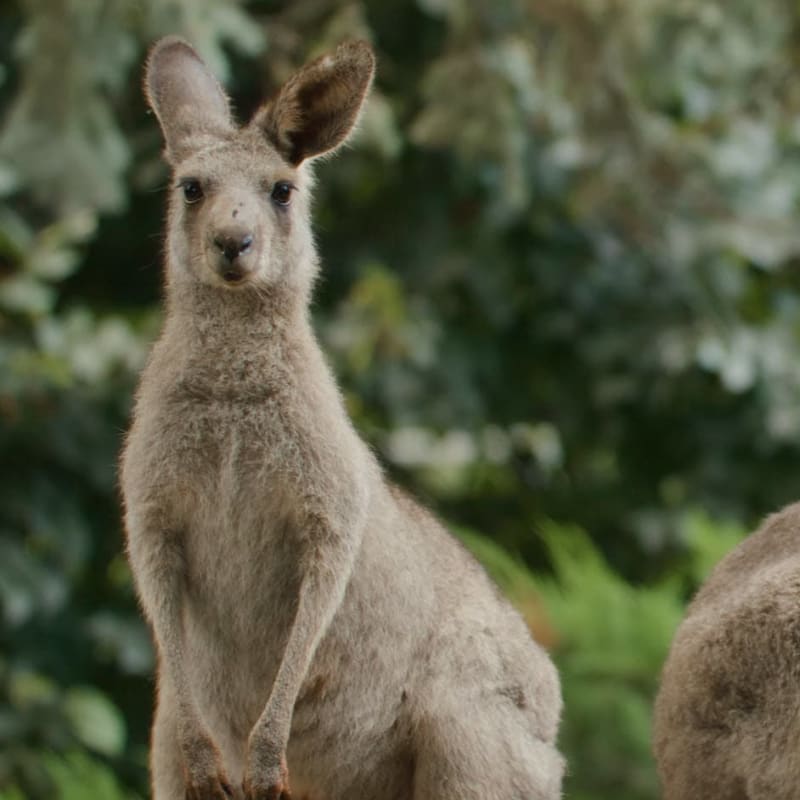 Two kangaroos at the Zoo de Granby