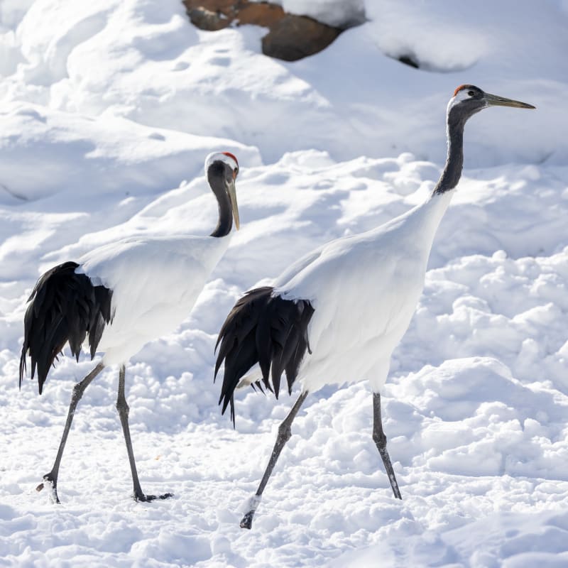 Herons at the Zoo de Granby.