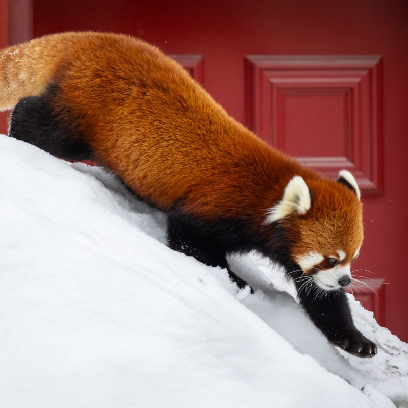 Petit panda au Zoo de Granby.