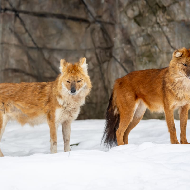 Dholes au Zoo de Granby.