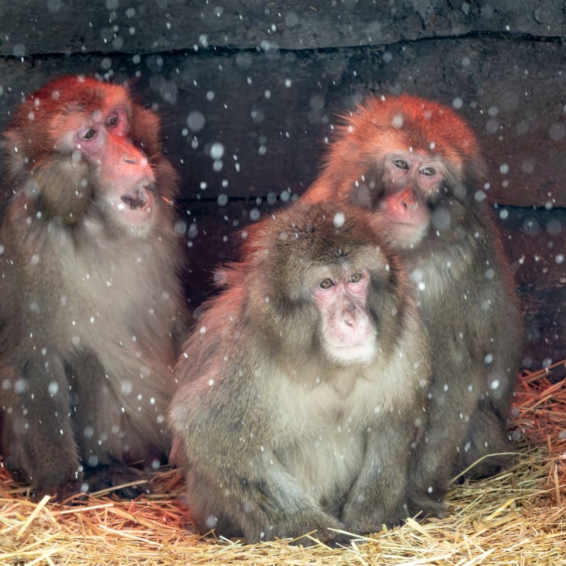 Macaques at the Zoo de Granby.