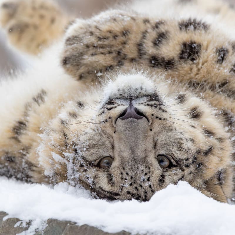Léopard des neiges au Zoo de Granby.