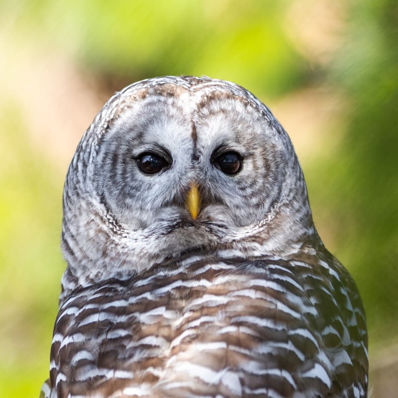 Hibou au Zoo Ecomuseum.