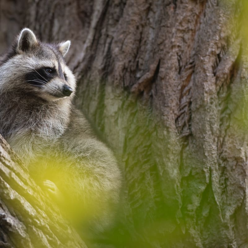 Raton laveur au Zoo Ecomuseum.
