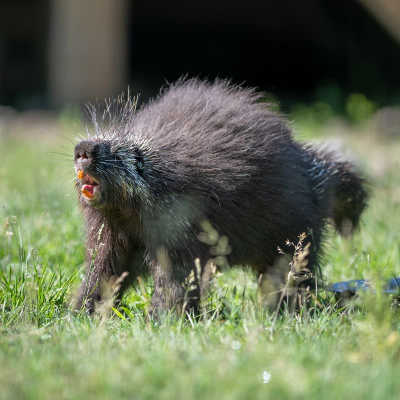 Porc-épic au Zoo Ecomuseum.