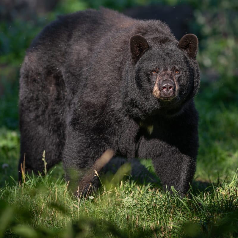 Ours noir