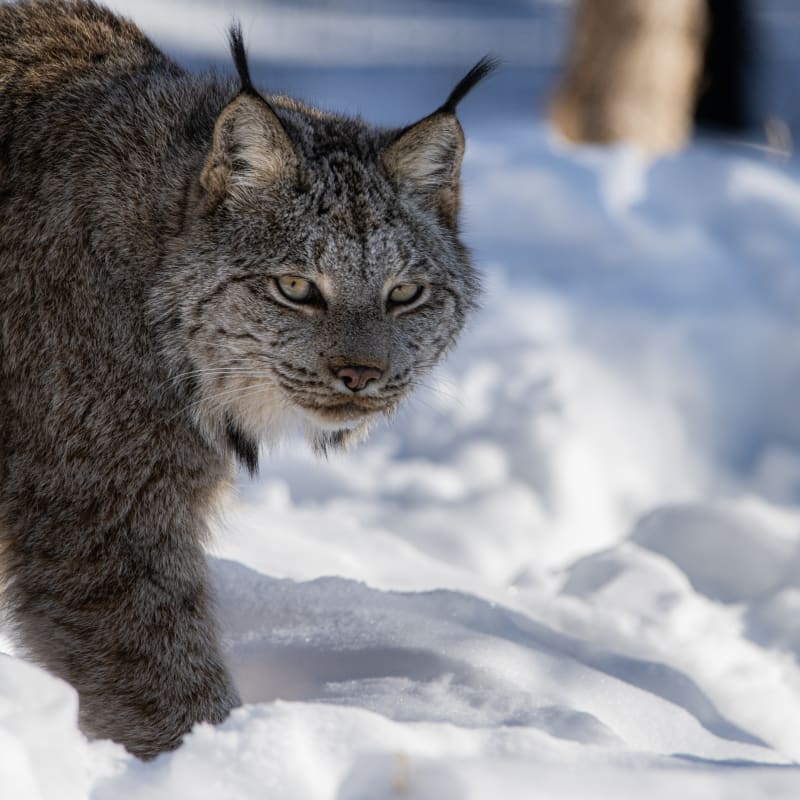 Lynx au Zoo Ecomuseum.