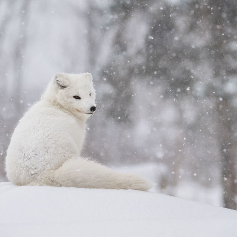 Renard au Zoo Ecomuseum.