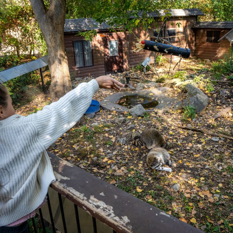 Des enfants nourrissent les animaux urbains