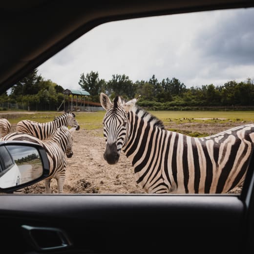 Une aventure estivale en trois temps au Parc Safari