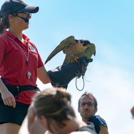 La région de Saint-Hyacinthe: pour découvrir les oiseaux de proie et plus encore!