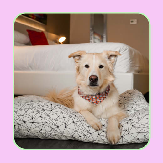 Un forfait pour 2 personnes avec votre animal de compagnie, offert par l’Hôtel Sépia à Québec