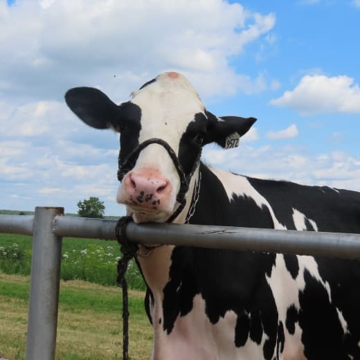 The Calixa-Lavallée agricultural fair: bringing people together for 146 years 