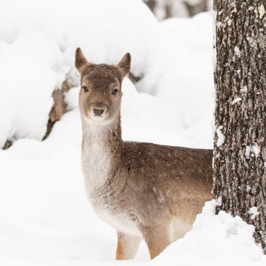 Amazing close-ups with animals at Parc Oméga.