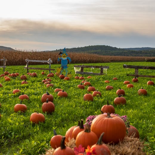Where to go pumpkin-picking in Quebec this fall