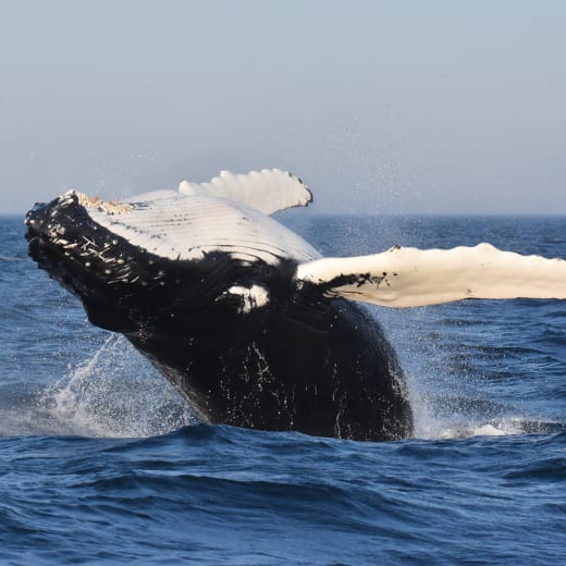 Le Fleuve Saint-Laurent: la meilleure expérience baleine au monde.