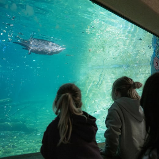 A day at the Ecomuseum Zoo in Montreal.