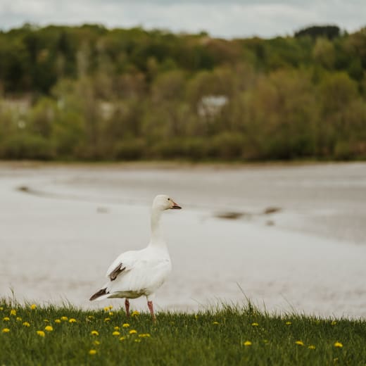 Prendre l’air : randonnée, observation et plein air.