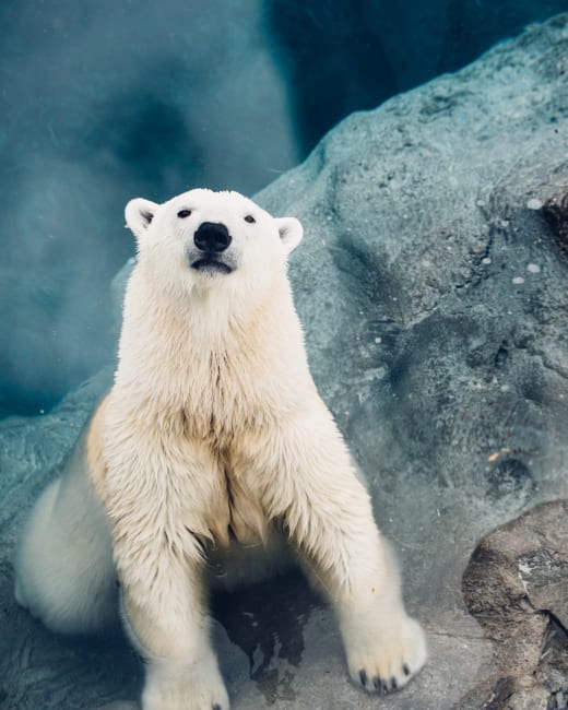 Le Zoo sauvage de Saint-Félicien