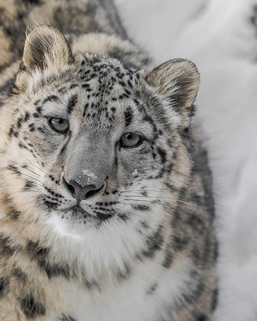 Winter Zoo Package.